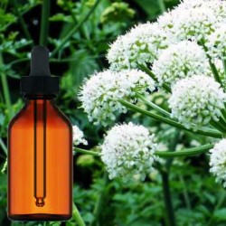 Angelica Root Liquid Extract