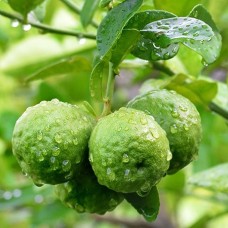 Bergamot Essential Oil (Italy)