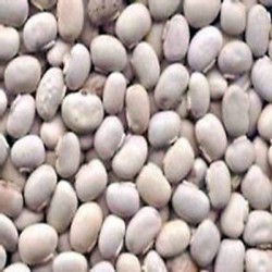 COWITCH (KAUNCH) SEED WHOLE