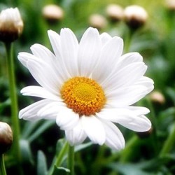 Chamomile Essential Oil Wild