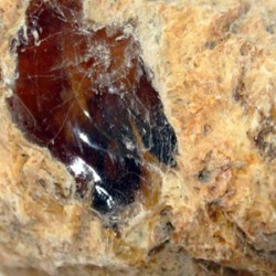 Ambergris Absolute Oil RCO