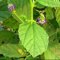 Bakuchiol Oil Bakuchiol Oil