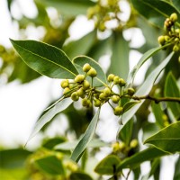 Bay Leaf Essential Oil (INDIA)