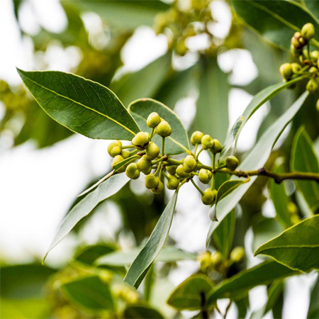 Bay Leaf Essential Oil (INDIA)