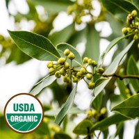 Bay Leaf Essential Oil (Morocco) ORGANIC