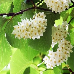 Benzoin Absolute Oil