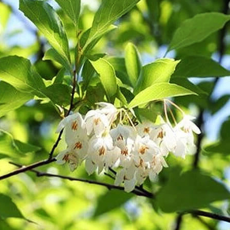 Benzoin Essential Oil 