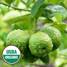 Bergamot Essential Oil (ORGANIC)