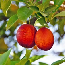 Blood Orange Essential Oil (Italy)