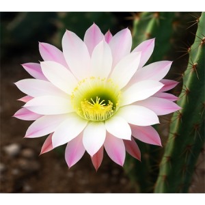 Cactus Flower Fragrance Oil W