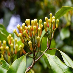 Clove Essential Oil (Madagascar)