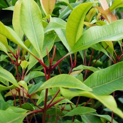 Clove Leaf Oil (Madagascar)