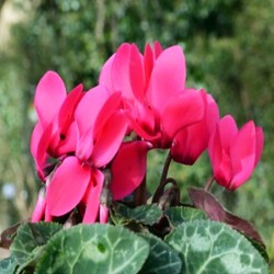 Cyclamen Absolute Oil