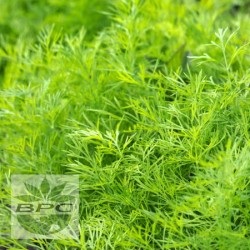 Dill Seed Essential Oil (Austria)