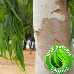 Eucalyptus Essential Oil (Smithii) ORGANIC