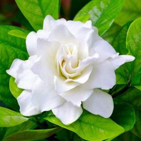 Gardenia Flower Absolute Oil 3%