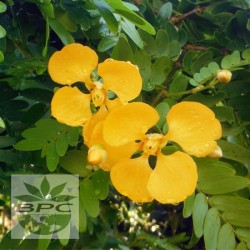 Guaiacwood Essential Oil