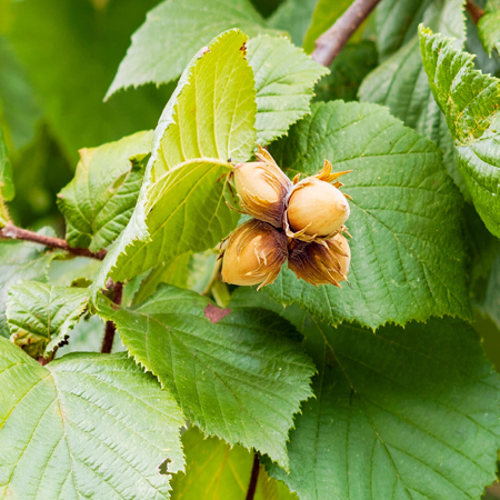 Hazel Nut Oil (ITALY)