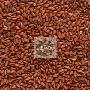 Halim Seeds Whole
