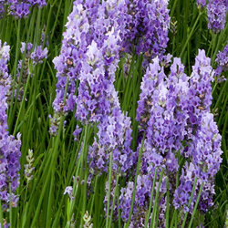 Spike Lavender Essential Oil