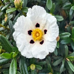 Labdanum Absloute Oil 5%