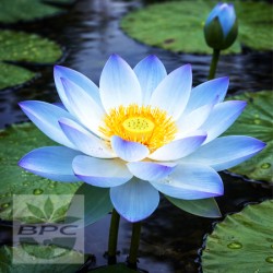 Lotus Blue Absolute Oil 5%