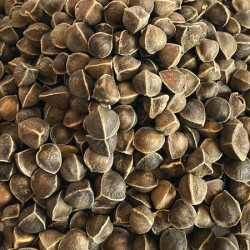 MORINGA SEED WHOLE 
