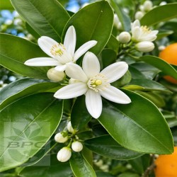 Neroli Essential Oil (Italy)