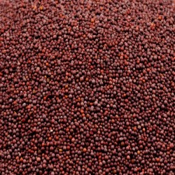 RAI SEEDS WHOLE