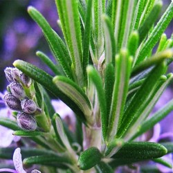 Rosemary Herbal Oil ORGANIC