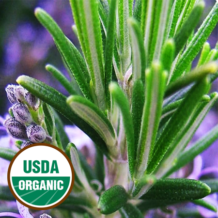 Rosemary Essential Oil Organic