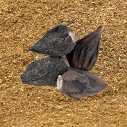 Salab Dana (Gutta) Powder