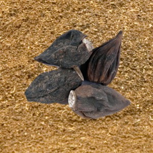 Salab Dana (Gutta) Powder