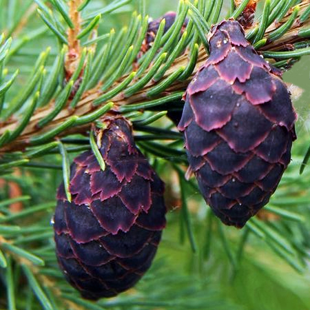 Spruce Essential Oil (BLACK)