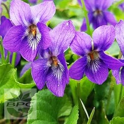Violet Leaf Absolute
