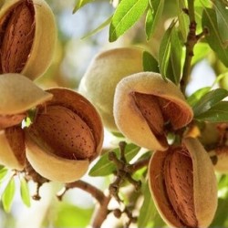 Almond Oil Sweet Refined USP