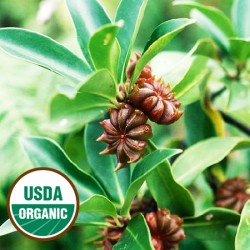 Anise Star Essential Oil ORGANIC