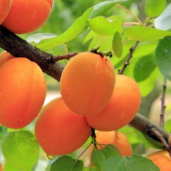 Apricot Kernel Oil Cosmetic Grade Refined