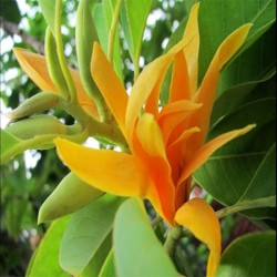 Champaca Red Absolute Oil