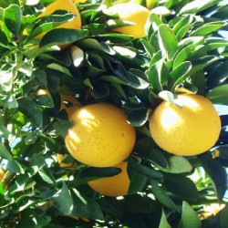 Grapefruit White Floral Water 
