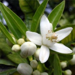 Neroli Essential Oil 3%