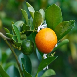 Bitter Orange Essential Oil (Italy)