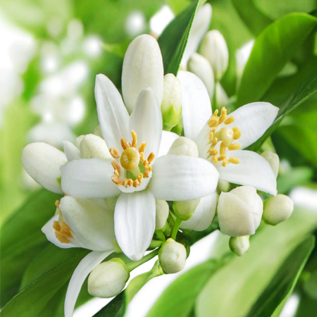 Orange Blossom (Neroli) Absolute Oil