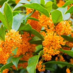 Osmanthus Absolute
