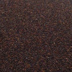 Samudra Sokh Seeds (Vriddhadaru)