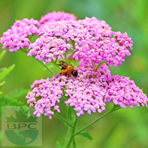 Best Quality Yarrow Flower 5percent in Canada and USA