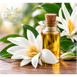 White Champaca Absolute Oil