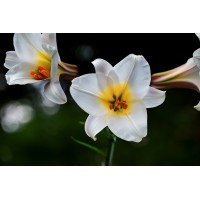 The History of Botanicals - Why It's Still Blooming