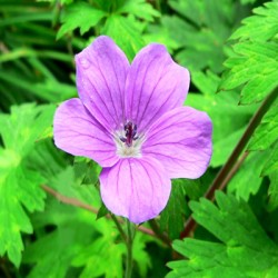 Geranium Essential Oil (Egyptian)