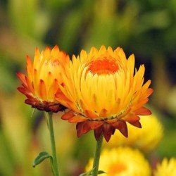 Helichrysum Essential Oil (Morocco)